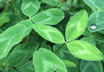 描写眼泪掉落的句子(实用50句)