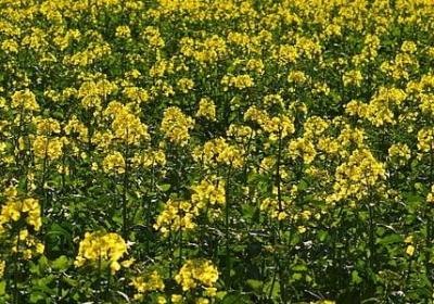 描写繁星的句子(热门56句)