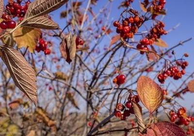 描写牙齿的句子(汇总40句)