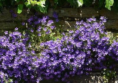 描写禾苗的句子(精选20句)