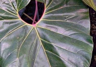 描写爸爸动作的句子(50句)