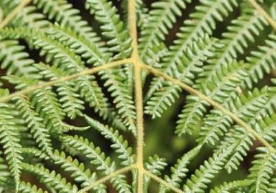 描写西湖夜景的句子(汇总16句)