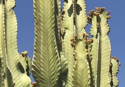 描写老榕树的句子(通用10句)