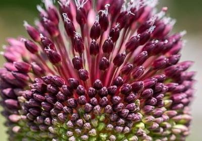 描写红色花的句子(推荐49句)