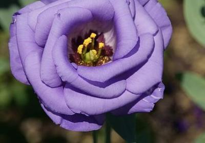 描写登山的句子(汇总51句)