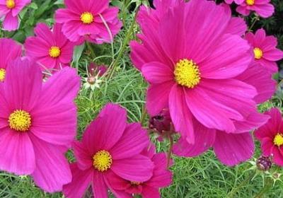 描写石榴成熟的句子(汇总51句)