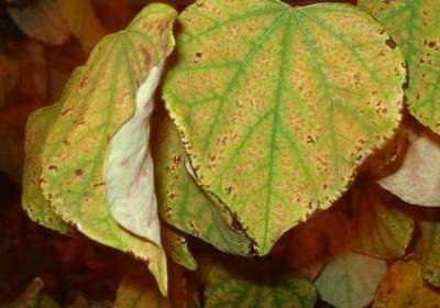 描写狐狸外貌的句子(7句)