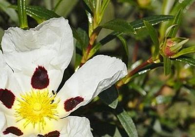 描写真善美的句子(共50句)