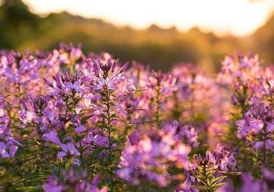 描写自己的好句子(合集32句)