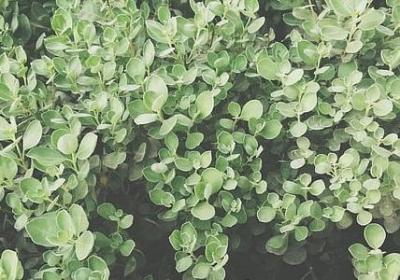 描写茫然的句子(必备50句)