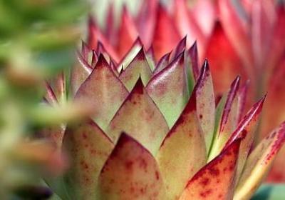 描写石斛花的句子(通用55句)