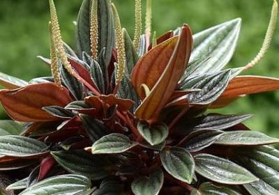 描写秋天的句子短句子(通用45句)