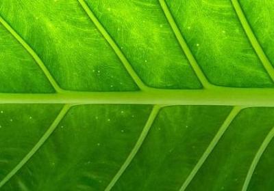 描写秋天银杏树的句子(热门56句)