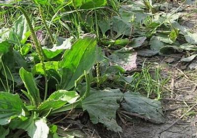 描写生病虚弱的句子(共51句)