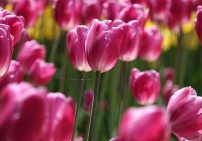 描写荷花品质的句子(推荐51句)