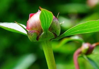 描写爱情美好的句子(通用20句)