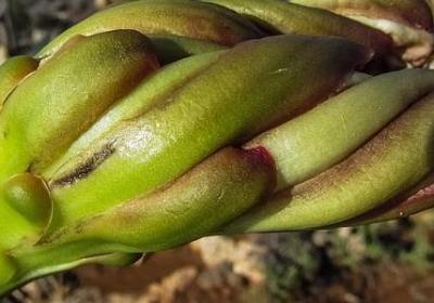 描写空气好的句子(必备30句)