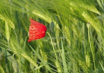 描写秋天银杏树的优美句子(共11句)