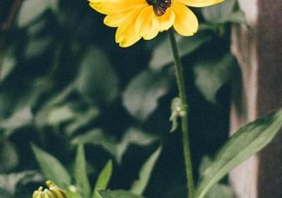 描写荷花形态的句子(热门51句)