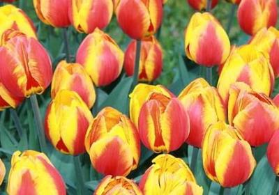 描写琴音的句子(热门53句)