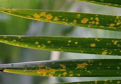 描写睡美人的句子(精选15句)