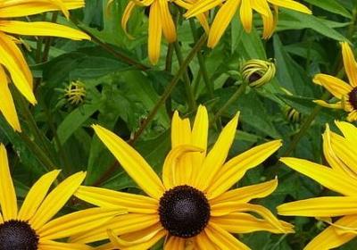 描写玫瑰花的幸福短句(精选50句) 描写玫瑰花的幸福短句(精选50句)