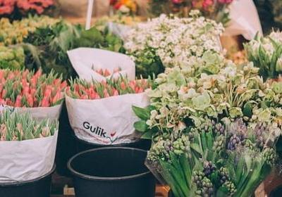 描写燕子的优美句子(推荐30句) 描写燕子的优美句子(推荐30句)