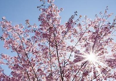 描写羽毛球的句子(精选15句) 描写羽毛球的句子(精选15句)