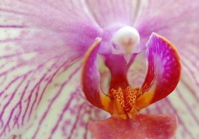 描写秋天橘子的句子(50句) 描写秋天橘子的句子(50句)