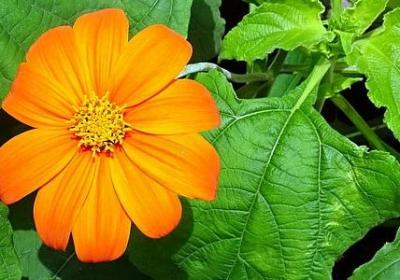 描写肖战的句子(合集50句) 描写肖战的句子(合集50句)