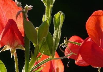 描写种子发芽的句子(热门41句) 描写种子发芽的句子(热门41句)