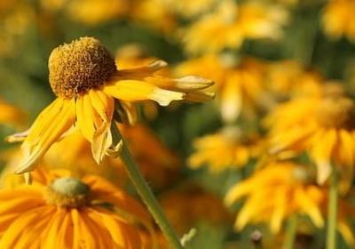 描写春天的花的短句(10句) 描写春天的花的短句(10句)