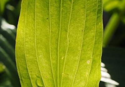 描写鸟的短句子(合集10句) 描写鸟的短句子(合集10句)