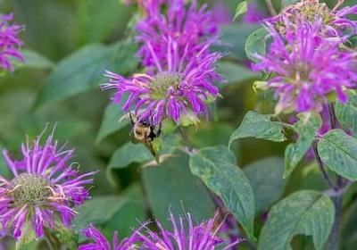 描写黄昏的优美句子(合集40句) 描写黄昏的优美句子(合集40句)