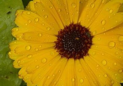 描述大熊猫的句子(热门13句) 描述大熊猫的句子(热门13句)