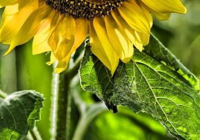 描写黄皮果的句子(推荐20句) 描写黄皮果的句子(推荐20句)