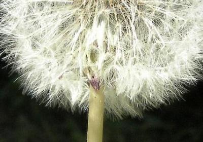 描述玉龙雪山的句子(推荐10句) 描述玉龙雪山的句子(推荐10句)