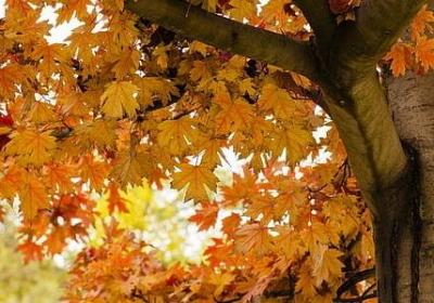 描述环境的优美句子(通用15句)