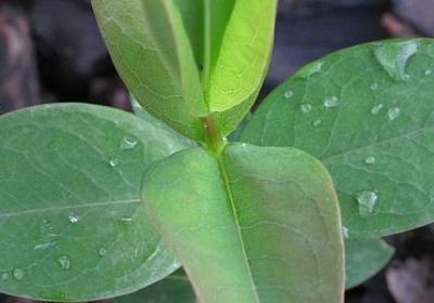 描述暗恋的句子(优选50句)