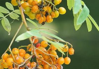 描述莲花优美句子(实用17句)