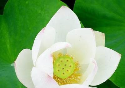 描写香樟树的优美句子(优选11句)