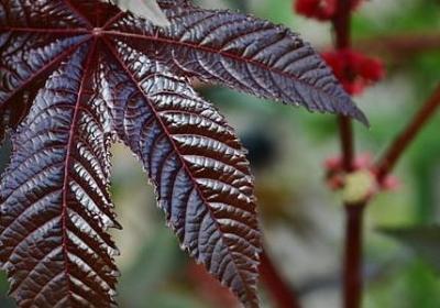 描写青石巷的句子(热门20句) 描写青石巷的句子(热门20句)