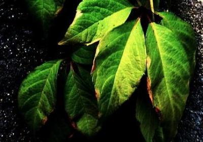 描述老鹰的句子(推荐10句) 描述老鹰的句子(推荐10句)