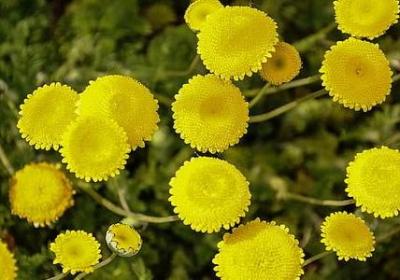 描写酒窝的优美句子(优选52句) 描写酒窝的优美句子(优选52句)