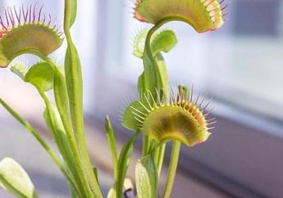 描述叶子的句子(汇总20句) 描述叶子的句子(汇总20句)