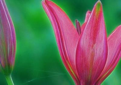 描述柿子的句子(50句) 描述柿子的句子(50句)