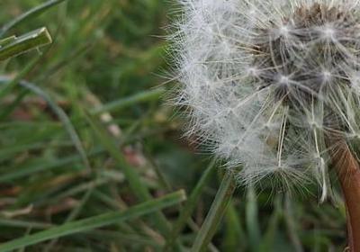 描写鸟儿的句子(优选50句) 描写鸟儿的句子(优选50句)