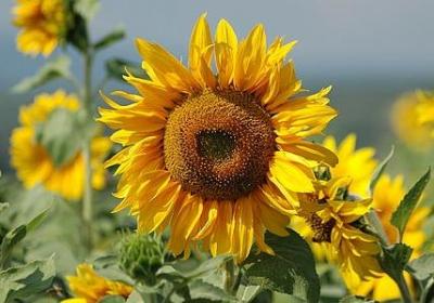 撩到女生脸红的句子(50句) 撩到女生脸红的句子(50句)