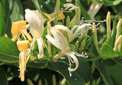 描写鹿晗的唯美句子(汇总50句) 描写鹿晗的唯美句子(汇总50句)