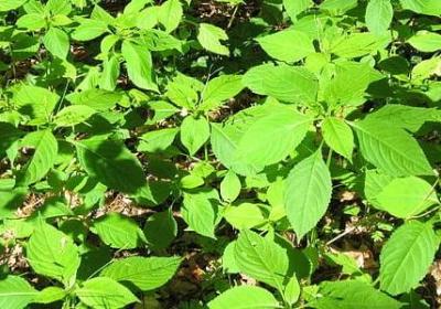 描写黑猫的唯美句子(必备54句) 描写黑猫的唯美句子(必备54句)